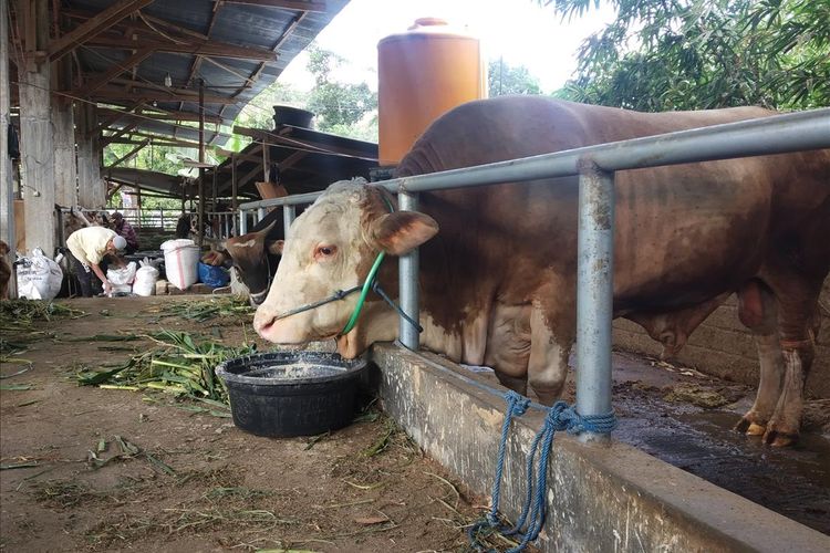 Sapi kurban Jokowi untuk warga Lombok, Nusa Tenggara Barat, memiliki bobot hingga 1,3 ton.