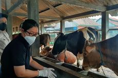 Permintaan Rumah Potong Hewan di Semarang Membludak Jelang Idul Adha, Sampai Buka 24 Jam