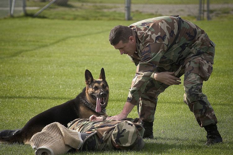 Ilustrasi anjing German Shepherd, yang banyak digunakan untuk membantu kerja militer. 