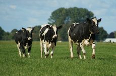 1.700 Orang Tewas Akibat Banjir Parah di Asia Tenggara, Termasuk Indonesia