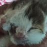 Langka, Bayi Kucing Memiliki 2 Wajah di Satu Kepala, Bagaimana Bisa?