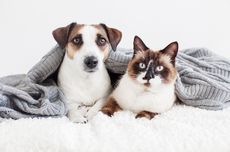 Apakah Kucing Bisa Alergi Terhadap Anjing?