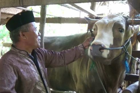 Jokowi Beli Sapi 