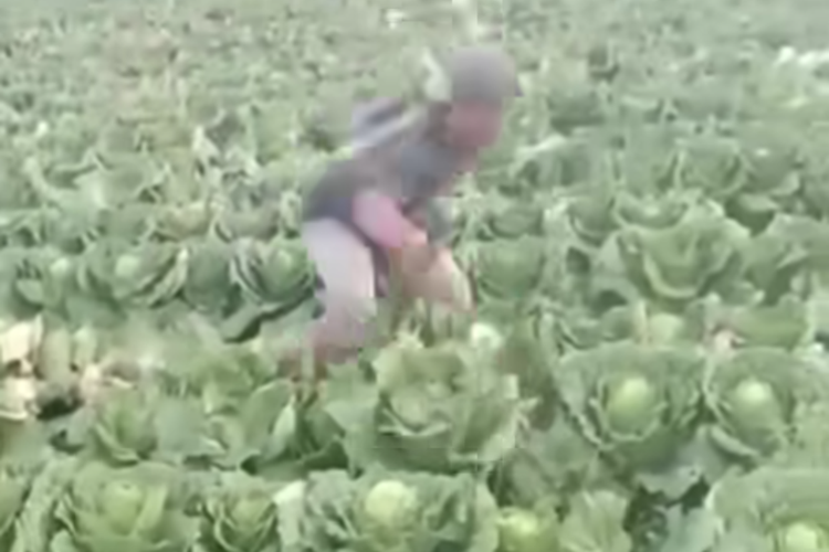 Tangkapan layar video viral petani meluapkan amarahnya membabat tanaman kobis miliknya akibat harga sayuran anjlok