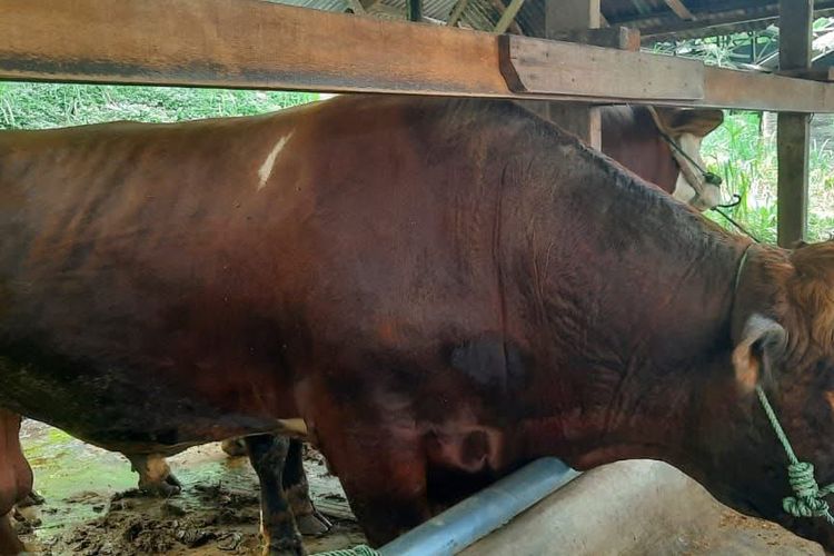 Waspada PMK Jelang Idul Adha 2026, Ribuan Sapi Masuk Padang dari Luar Daerah