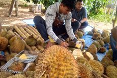 Agrowisata Kebun Durian di Aceh, Makan Monthong di Bawah Pohon 