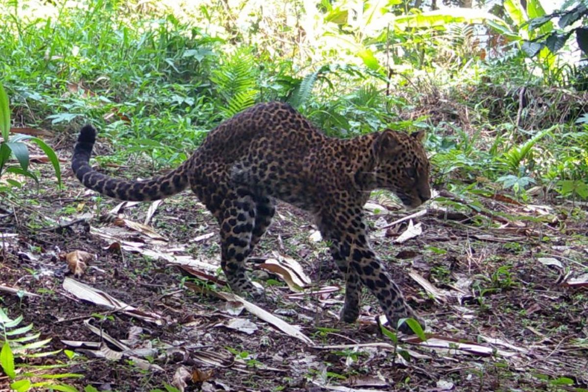Macan Tutul di Sanggabuana Karawang Ditembak, Dedi Mulyadi Desak Aparat Bertindak Cepat