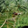 Rekomendasi 6 Tempat Agrowisata di Bali