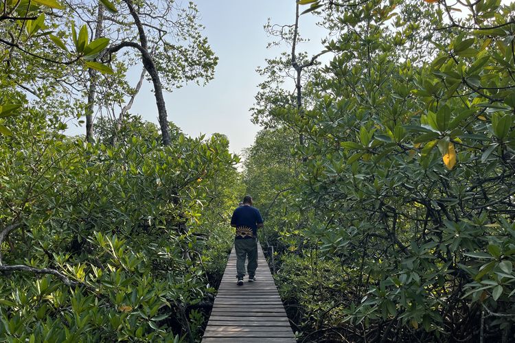Kawasan Hutan Mangrove Mentawir, Selasa (3/10/2023).