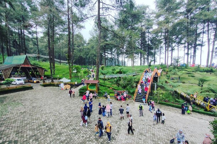 Foto : Sempat Tutup Imbas Insiden Jembatan Kaca Pecah, Hutan Pinus Limpakuwus Banyumas Buka Lagi Jumat 3 November 2023