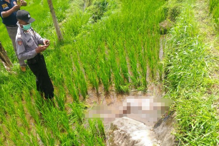 Seorang nenek bernama Minem (80), ditemukan tewas di tengah sawah Desa Jaten, Kecamatan Jogorogo, Kabupaten Ngawi, Senin (27/3/2017). Nampak petugas Polsek Jogorogo melakukan olah TKP di lokasi kejadian.