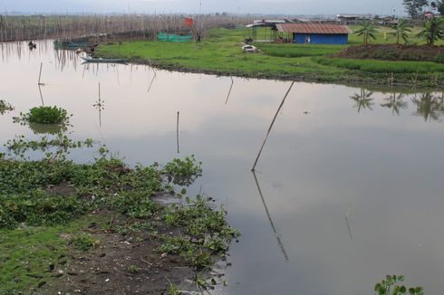 8.000 Pelanggan PDAM Terdampak Pencemaran Rawa Pening