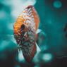 Usia Hidup Ikan Discus dan Cara Merawatnya