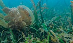 Penyelamat Iklim yang Terlupakan, Ini Manfaat Padang Lamun untuk Indonesia