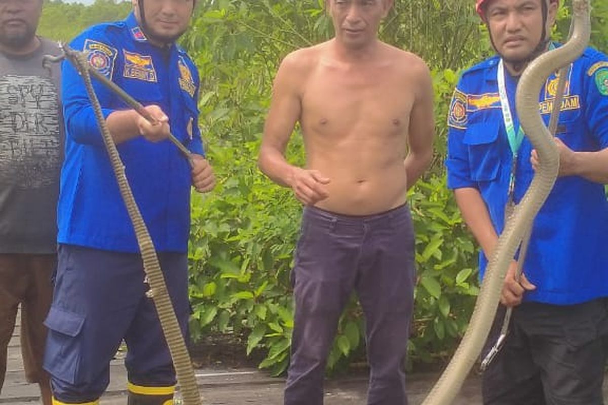 Digigit Ular King Kobra, Ini yang Harus Dilakukan