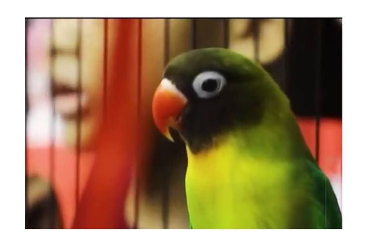 Kusumo, legenda lovebird milik warga Klaten, Sigit, mati pada 19 November 2018. Kusumo pernah ditawar senilai Rp 2,2 miliar. Tawaran ini ditolak Sigit.