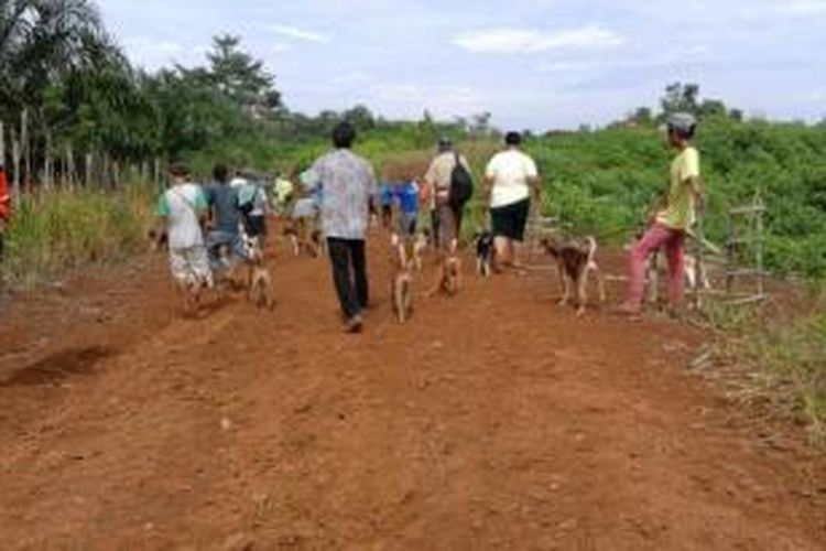 Pemburu babi bersiap berangkat bersama anjing-anjing yang telah terlatih.