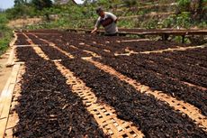 Petani Tembakau Tolak Revisi PP 109 Tahun 2012