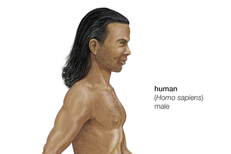 Ilusrasi Homo sapiens