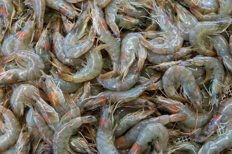 Ilustrasi udang, udang segar. Badan Pengawas Obat dan Makanan Amerika Serikat (FDA) menerapkan aturan baru untuk impor udang dan rempah dari Indonesia setelah temuan kontaminasi radioaktif Cesium-137 pada produk asal Indonesia.