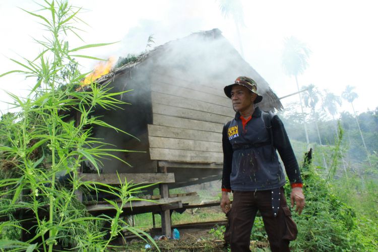Polisi melintas di gubuk petani ganja yang dibakar di Desa Lancok, Kecamatan Sawang, Kabupaten Aceh Utara, Kamis (12/10/2017). Kali ini polisi menangkap seorang petani ganja dan membakar enam hektare kebun ganja di kawasan itu.