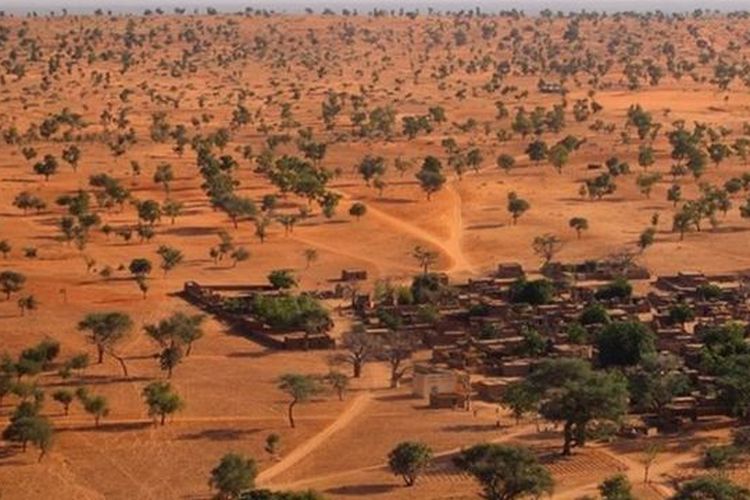 Pohon-pohon tumbuh di kawasan Gurun Sahara. Ilmuwan menghitung manual jumlah pohon di sebagian wilayah gurun pasir ini dan menemukan ada ratusan juta pohon di kawasan tersebut.