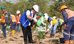 PT Bukit Asam Kembangkan Energi Biomassa dari Kaliandra Merah