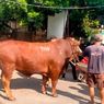 Sapi Kurban Jumbo di Sleman Hasilkan 700 Kilogram Daging, Dibagikan hingga Luar DIY