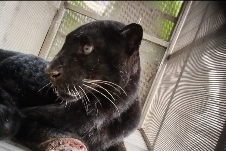 Gempar Macan Kumbang Masuk Rumah Warga di Batang, Berhasil Dievakuasi Usai Memangsa 7 Ekor Ayam