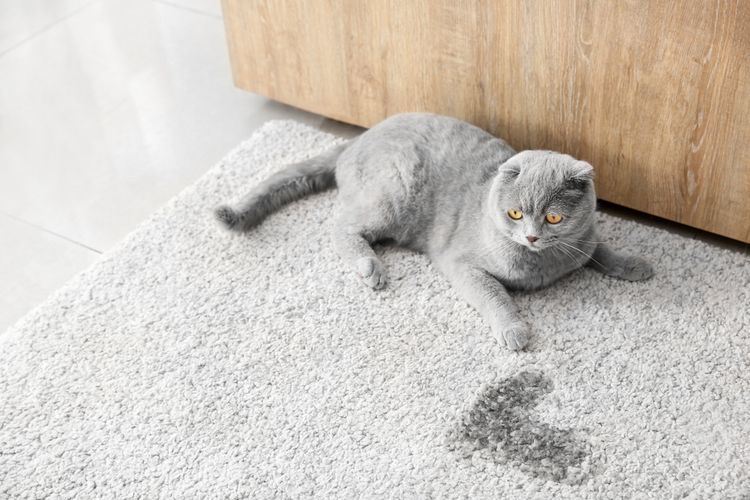 Ilustrasi kucing kencing di karpet, urine kucing di karpet.