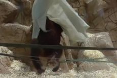 Tutupi Diri Pakai Kain Putih, Orangutan Bergaya bak Hantu di Kebun Binatang