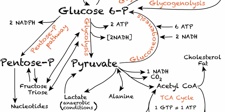 Senyawa kimia yang dihasilkan oleh katabolisme karbohidrat, lemak, dan protein yang selanjutnya mema