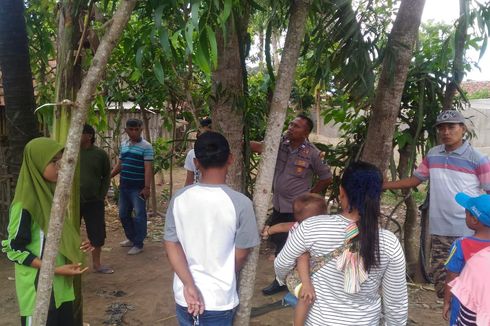 Cerita di Balik Penemuan Pohon Menangis di Jember hingga Jadi Viral