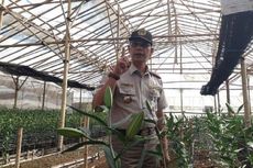 Virus Berbahaya yang Dibawa oleh Bibit Bunga Lili asal Belanda ke Indonesia