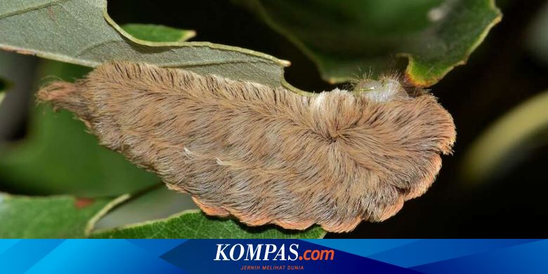Mirip Wig Rambut Palsu Inilah Ulat Paling Beracun Seantero Amerika