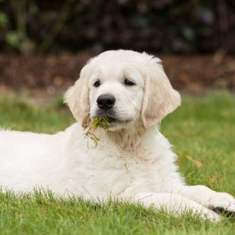 mengapa anjing memakan rumput?