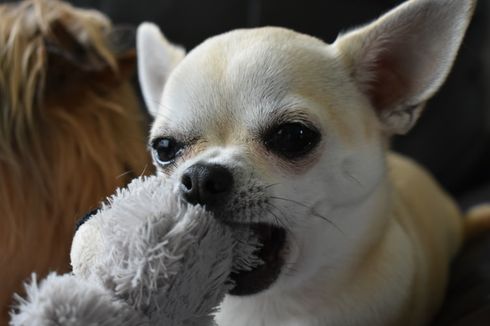 Kenali, 9 Macam Pemicu Bersin pada Anjing 