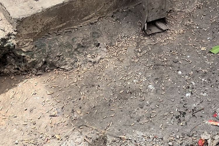 Air Lindi dan Belatung Serbu Permukiman Warga Sekitar TPS3R Pasar Cantik Ciputat