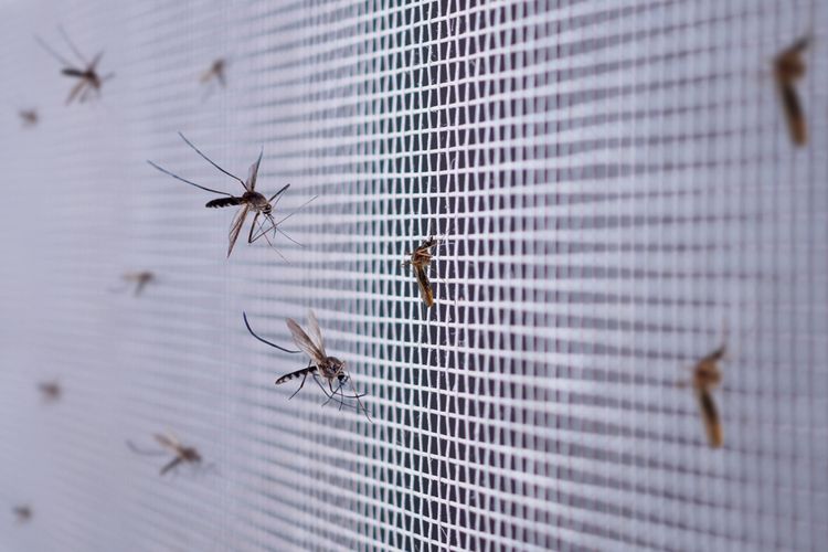 Ilustrasi nyamuk. Singapua adalah negara yang pada 2016 mulai budi daya nyamuk untuk melawan nyamuk penyebab DBD.