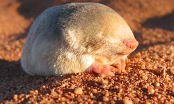 Dianggap Punah Selama Lebih dari 80 Tahun, Tikus "Emas" Kini Muncul Kembali