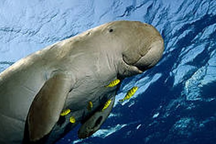 Ikan Duyung yang memiliki nama ilmiah Dugong dugon