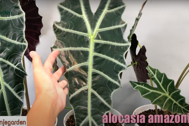 Alocasia Amazonica memiliki ciri-ciri daun yang datar, dengan tulang-tulang khas yang tegas. Lalu, pinggiran daun akan berkelok-kelok.