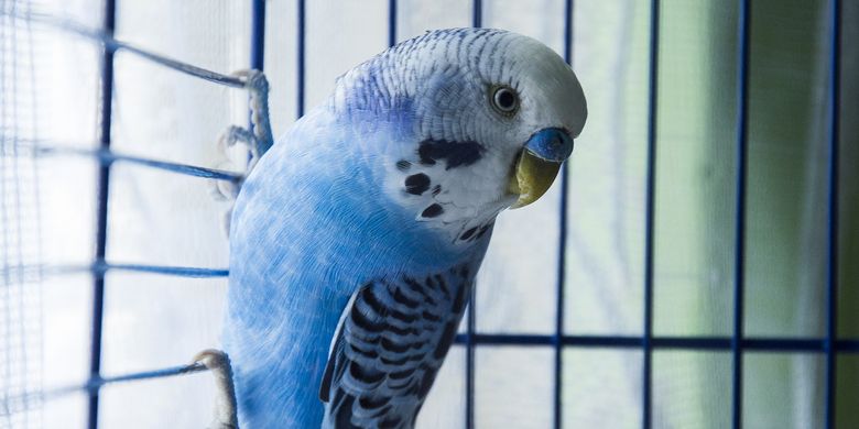 5 Hal yang Perlu Dipertimbangkan Sebelum Memelihara Burung Halaman all - Kompas.com