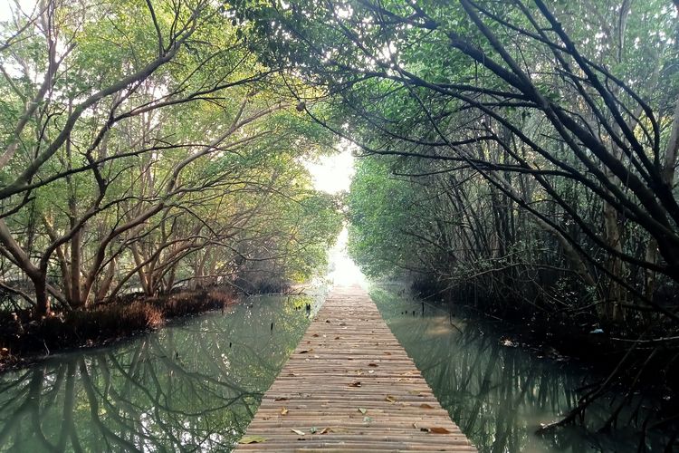Kawasan hutan mangrove di Pik.