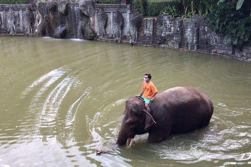 Yuk, Bantu Satwa di Kebun Binatang Se-Indonesia untuk Makan, Ini Caranya