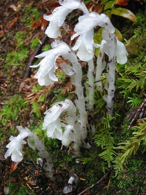 Photograph taken of Indian Pipe in Redwood National Forest in California. Taken during a rain fall.  