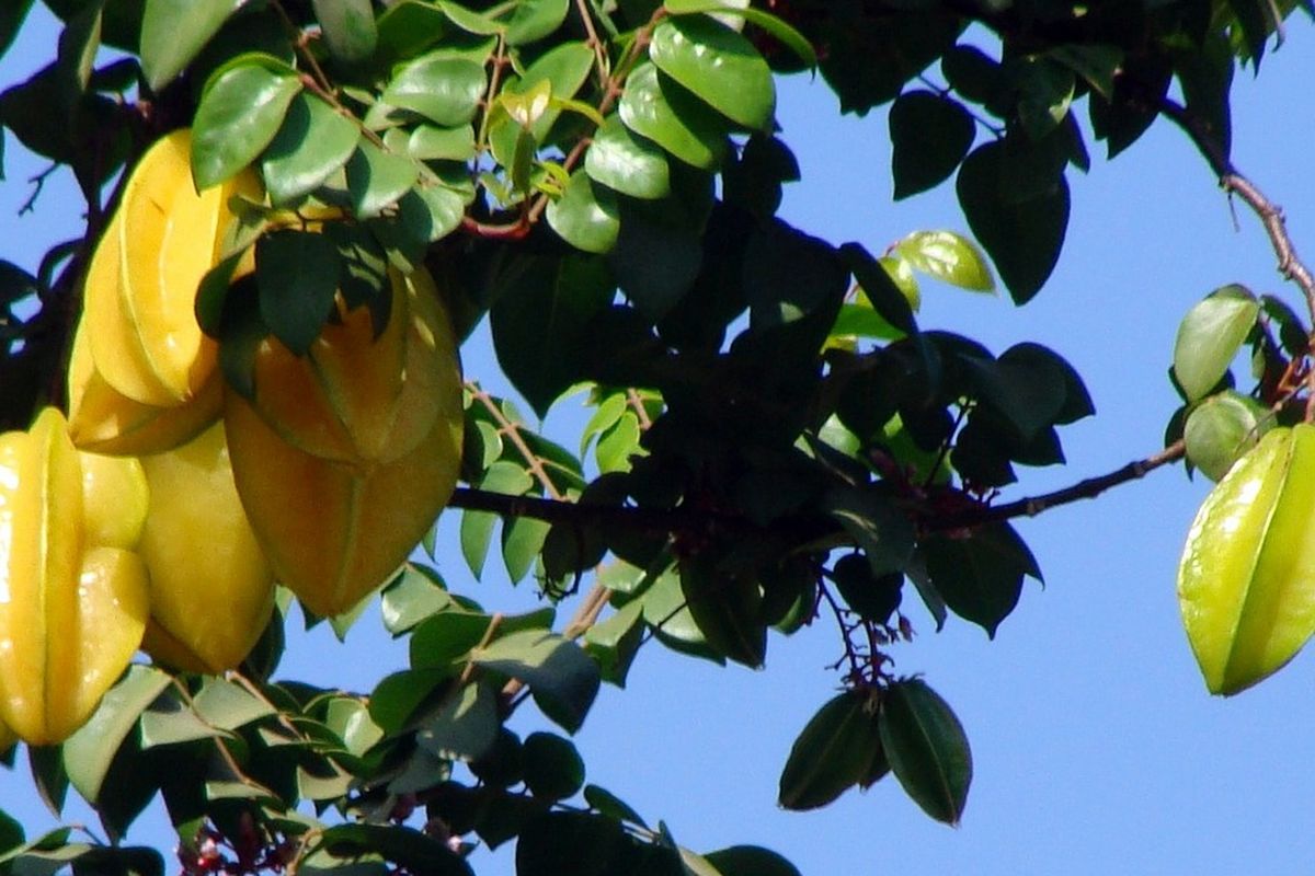 Ilustrasi belimbing, tanaman belimbing. 