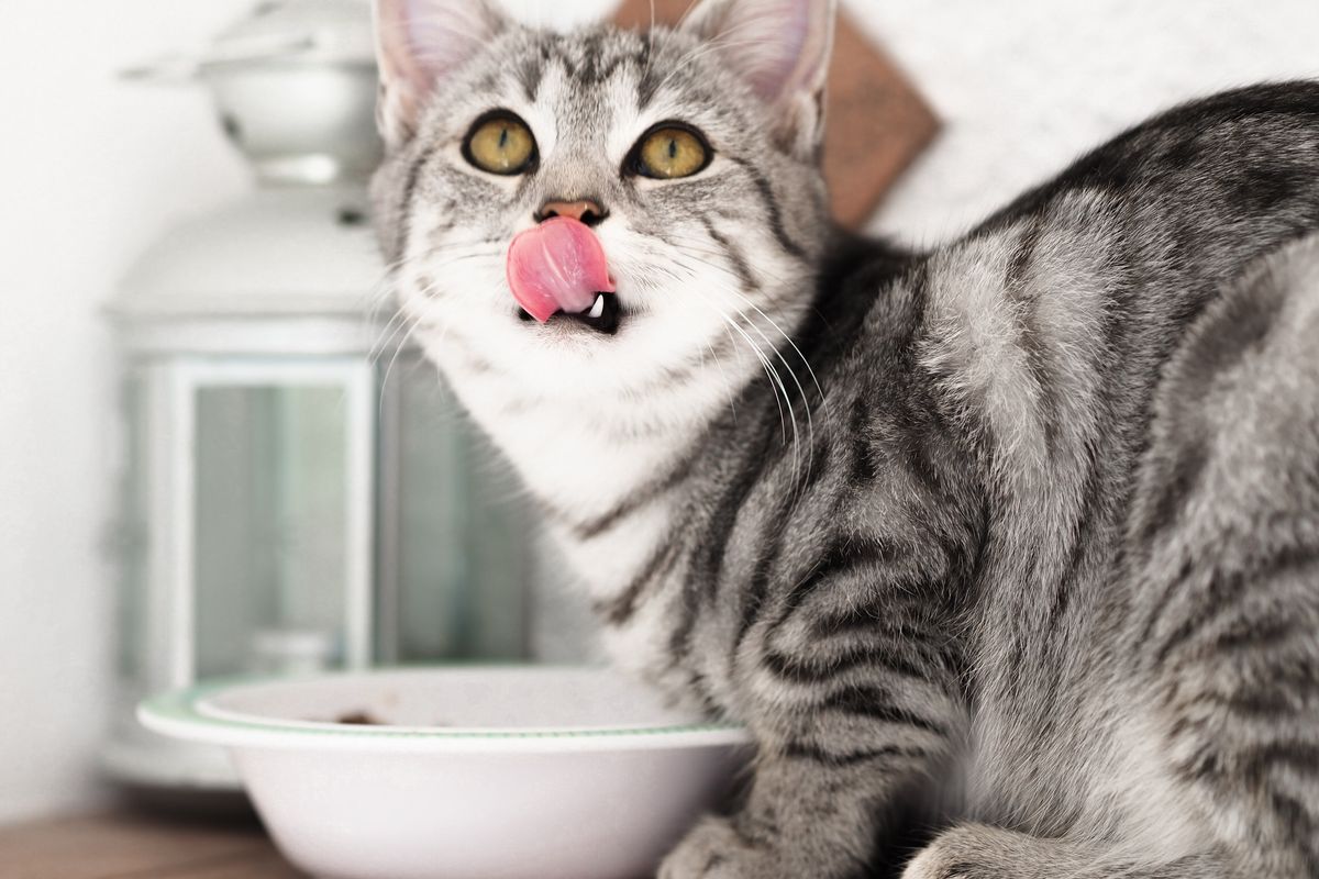 Telur bisa menjadi suplemen yang baik untuk kesehatan kucing.