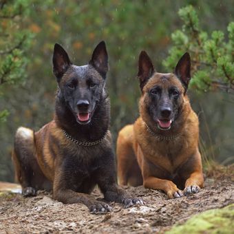 Ilustrasi anjing Belgian shepherd. 
