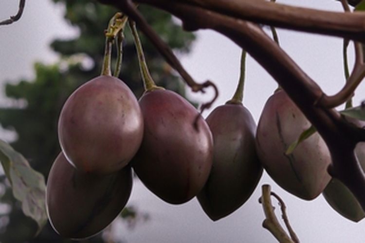 Ilustrasi budidaya terong belanda